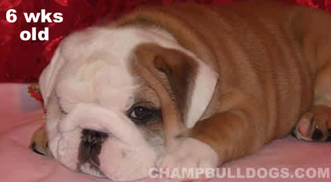 English bulldogs